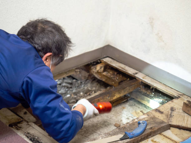 Best Mold Remediation for Specific Building Types in Blossom, TX