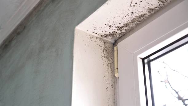 Best Commercial Mold Remediation in Blossom, TX
