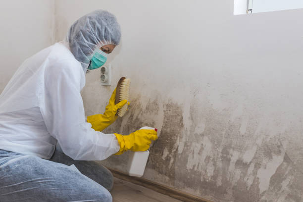 Best Emergency Mold Remediation in Blossom, TX