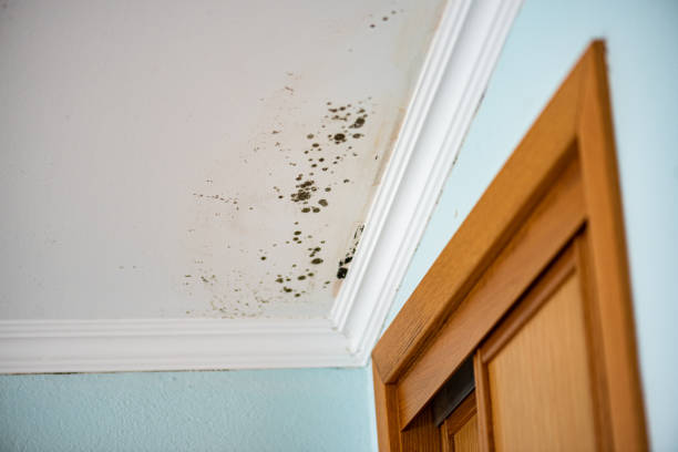 Best Bathroom Mold Remediation in Blossom, TX